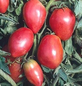 Red Grushovka Tomato Seeds for Planting, heirloom & Non-GMO Seeds